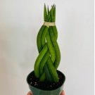 1 Snake Plant Braid Sansevieria Cylindrica Air Purifying 4" Pot For Garden