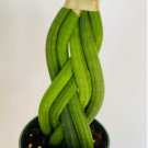 Braid Sansevieria Cylindrica 2 Snake Plant Air Purifying 4" Pot For Garden