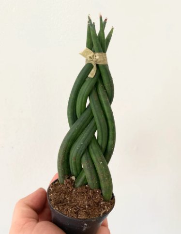1Live Plant Snake Plant Braid Sansevieria Cylindrica Air Purifying For Garden