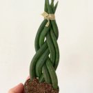 1Live Plant Snake Plant Braid Sansevieria Cylindrica Air Purifying For Garden