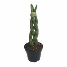 Snake Plant Braid Sansevieria 4 Live Plant 2" Pot Cylindrica Air Purifying For Garden