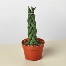 Sansevieria 8 Live Plant 2" Pot Snake Plant Braid Cylindrica Air Purifying For Garden