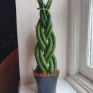 Plant Braid Cylindrica Air Purifying Sansevieria 16 Live Plant 2" Pot SnakeFor Garden