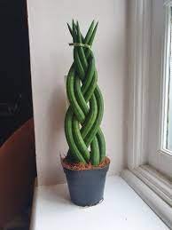 Plant Braid Cylindrica Air Purifying Sansevieria 16 Live Plant 2" Pot SnakeFor Garden
