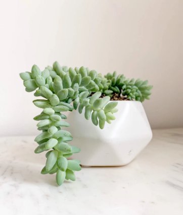 2 Live Plant 4" Burrito Tail Sedum Morganianum Burrito Tail For Garden