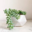 2 Live Plant 4" Burrito Tail Sedum Morganianum Burrito Tail For Garden