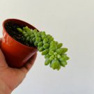 4" Burrito Tail Sedum Morganianum 4 Live Plant Burrito Tail For Garden