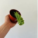 4" Burrito Tail Sedum Morganianum 8 Live Plant Burrito Tail For Garden