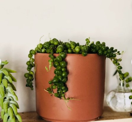 Senecio Rowleyanus Trailing Succulent 2 Live Plant 4" String of Pearls For Garden