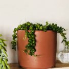 Senecio Rowleyanus Trailing Succulent 2 Live Plant 4" String of Pearls For Garden