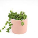 Trailing Succulent 4 Live Plant Senecio Rowleyanus 4" String of Pearls For Garden