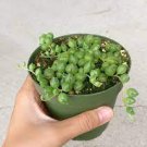 Trailing Succulent 8 Live Plant Senecio Rowleyanus 4" String of Pearls For Garden