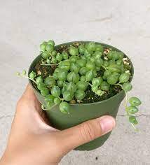 Trailing Succulent 8 Live Plant Senecio Rowleyanus 4" String of Pearls For Garden
