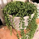 Live Plant Senecio Rowleyanus 4" String of Pearls 16 Trailing Succulent For Garden