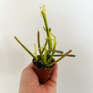 1 Euphorbia Firesticks Euphorbia Tirucalli Pencil Cactus Live Plant in 2” Pot For Garden