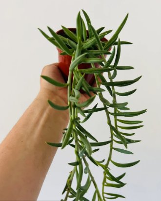 1 Live Plant in String of Fish Hooks Senecio Radicans String of Things Trailing Plants For Garden