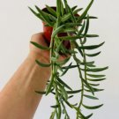 1 Live Plant in String of Fish Hooks Senecio Radicans String of Things Trailing Plants For Garden