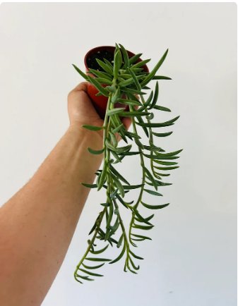 Senecio Radicans String of Things Trailing Plants 2 Live Plant in String of Fish Hooks For Garden