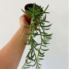 Senecio Radicans String of Things Trailing Plants 2 Live Plant in String of Fish Hooks For Garden