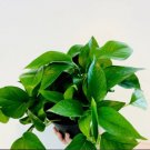 1 Live Plant Jade Pothos House plant Epipremnum Pinnatum Easy Plant vining plant For Garden