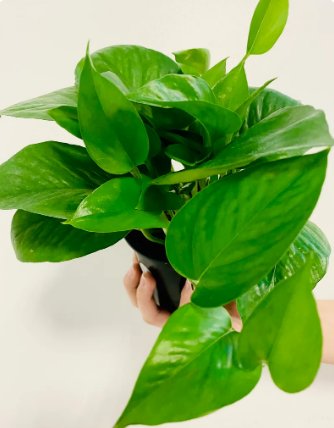 Jade Pothos House plant Epipremnum Pinnatum 2 Live Plant Easy Plant vining plant For Garden