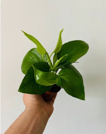 Epipremnum Pinnatum 4 Live Plant Jade Pothos House plant Easy Plant vining plant For Garden