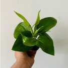 Epipremnum Pinnatum 4 Live Plant Jade Pothos House plant Easy Plant vining plant For Garden