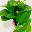 8 Epipremnum Pinnatum Live Plant Jade Pothos House plant Easy Plant vining plant For Garden