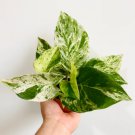 1 Marble Queen Pothos Epipremnum Aureum Devil’s Ivy Live Plant For Garden