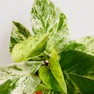 Epipremnum Aureum Devil’s Ivy Live Plant 2 Marble Queen Pothos For Garden