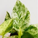 Live Plant 4 Marble Queen Epipremnum Aureum Devil’s Ivy Pothos For Garden