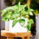 Live Plant 8 Marble Queen Epipremnum Aureum Devil’s Ivy Pothos For Garden