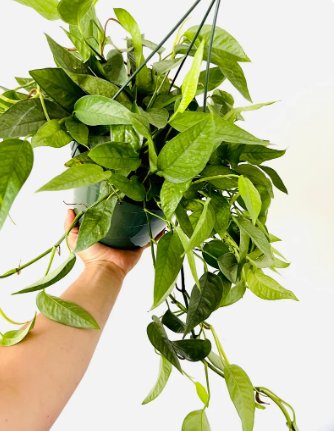 1 Cebu Blue Epipremnum aureum Tropical Houseplant Live Plant in 8&acirc;�� Hanging Basket For Garden