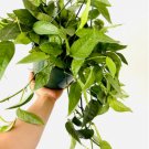 1 Cebu Blue Epipremnum aureum Tropical Houseplant Live Plant in 8” Hanging Basket For Garden