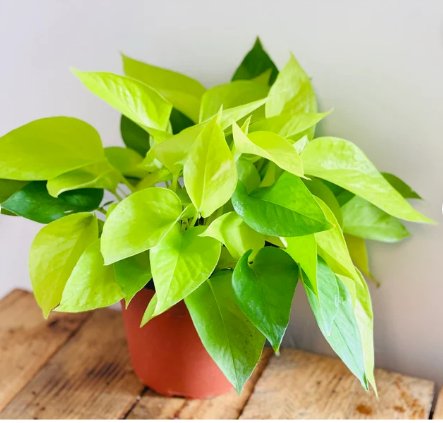 1 Neon Pothos Epipremnum Pinnatum Easy Plantt Live Plant For Garden