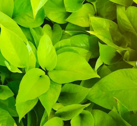4 Neon Pothos Epipremnum Pinnatum Easy Plant Live Plant For Garden