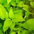4 Neon Pothos Epipremnum Pinnatum Easy Plant Live Plant For Garden