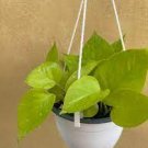 Pinnatum Easy Plant Live Plant 8 Neon Pothos Epipremnum For Garden