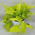 16 Pinnatum Easy Plant Live Plant Neon Pothos Epipremnum For Garden