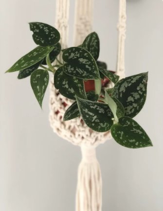 3" House Plant Silver Satin Scindapsus 2 Live Plant Pictus Argyraeus Silver Pothos Plant For Garden