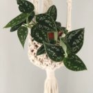 3" House Plant Silver Satin Scindapsus 2 Live Plant Pictus Argyraeus Silver Pothos Plant For Garden