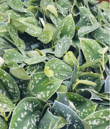 Scindapsus 4 Live Plant 3" House Plant Silver Satin Pictus Argyraeus Silver Pothos Plant For Garden