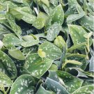 Scindapsus 4 Live Plant 3" House Plant Silver Satin Pictus Argyraeus Silver Pothos Plant For Garden