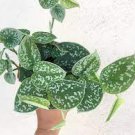 Scindapsus 4 Live Plant 3" House Plant Silver Satin Pictus Argyraeus Silver Pothos Plant For Garden