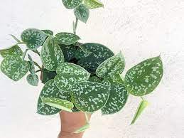 Scindapsus 4 Live Plant 3" House Plant Silver Satin Pictus Argyraeus Silver Pothos Plant For Garden