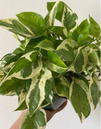 Pothos Full Heads 2 Live Plant 3" Pearls & Jade For Garden