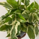 Pothos Full Heads 2 Live Plant 3" Pearls & Jade For Garden