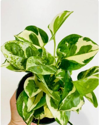 4 Live Plant Pothos Full Heads 3" Pearls & Jade For Garden