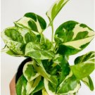 4 Live Plant Pothos Full Heads 3" Pearls & Jade For Garden