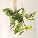 1 Live Plant 4" Marble Queen Pothos Epipremnum Aureum Devil’s Ivy For Garden